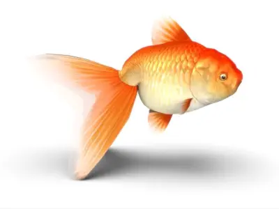 Gold Fish Low-poly 3D model