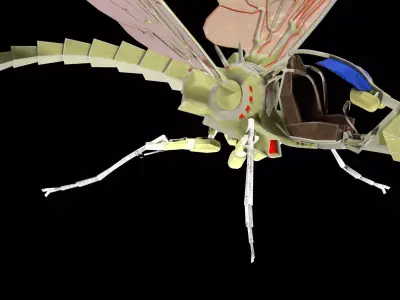 Insectride dragonfly Low-poly 3D model
