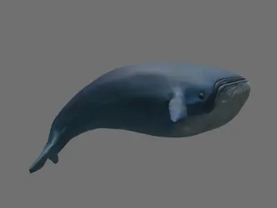 Mobile Game-Ready Low Poly Whale 3D Model Free low-poly 3D model