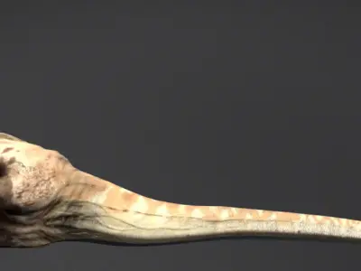 Mamenchisaurus  Low-poly 3D model