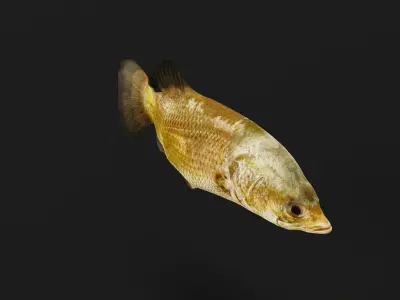 Barramundi Asian Sea Bass Fish Low-poly 3D model