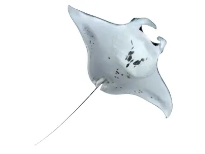 Giant Manta Ray Low-poly 3D model