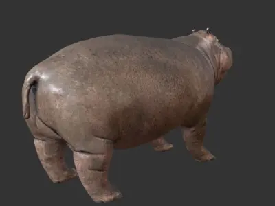 hippopotame hippopotamus Low-poly 3D model