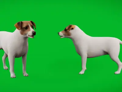 Jack Russell Terrier Dog Free low-poly 3D model