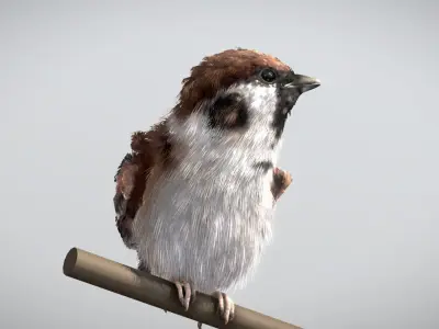 Eurasian Tree Sparrow 3D model