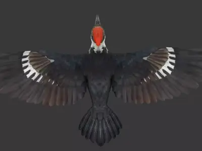 woodpecker Low-poly 3D model