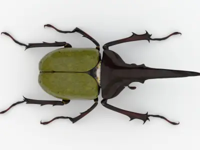 Hercules Beetle Realistic Low-poly 3D model