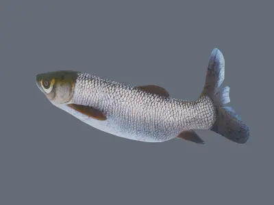 Grass carp Low-poly 3D model