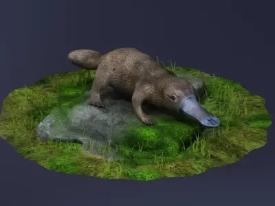 animal model Platypus Duck Otter Amphibian mammal 3D model