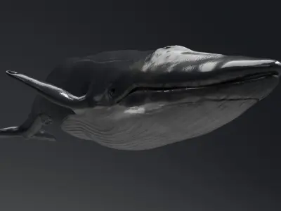 Blue Whale Model 9 Animations uasset unitypackage Low-poly 3D model