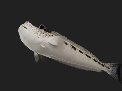 Starryweever Low-poly 3D model