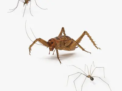 Rigged Insects Collection 3D model