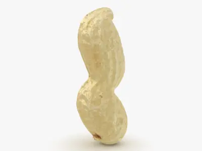 Open Peanut Shell 01 3D model