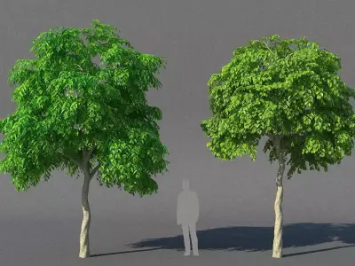 XfrogPlants Weeping Fig - Ficus Benjamina  3D model