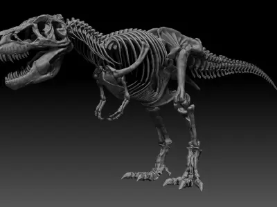 Dinosaur SubTyrannosaurus Rex Full Skeletons - SubREX 3D model