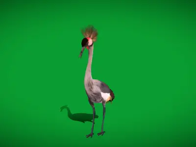 African Grey Crested Crane Bird Low-poly 3D model