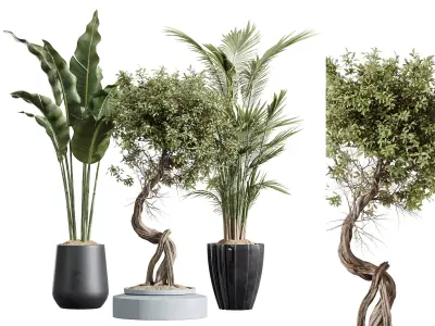 AV Indoor plants set 211 Ficus Bonsai Bird Paradise Areca Palm 3D model