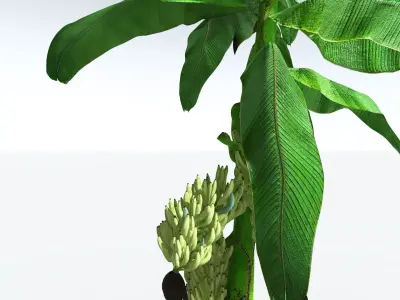 EVERYPlant Banana Plant 3D model