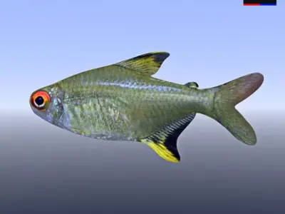 Realistic River Fish 3D model