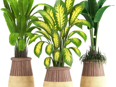 indoor plant set019 3D model