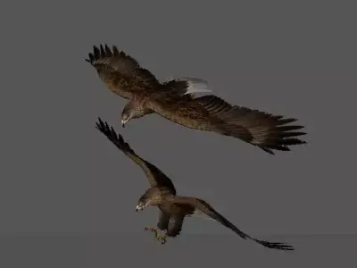 eagle two eagles in flight 3D model