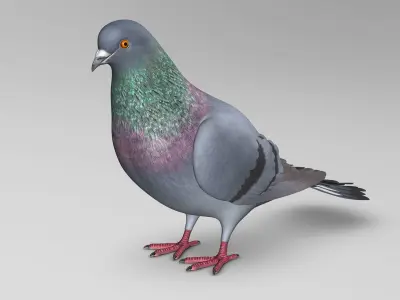 Pigeon A - Folded Wings 3D model