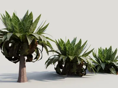 Asplenium nidus b 3D model