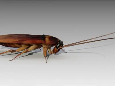 Cockroach Low-poly 3D model