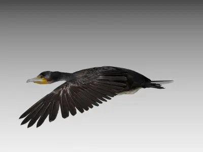 Great Cormorant Low-poly 3D model
