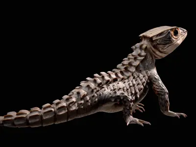 Crocodile Skink Lizard Rigged PBR 3D model