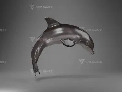 Bottlenose Dolphins Adult Animation - VFX Grace 3D model