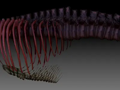 Dinosaur TRex Spine Rib Set Skeletons 3D model