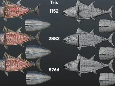 Butchered Bluefin Tuna Fish set and lods Low-poly 3D model
