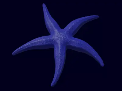 Starfish Sea star Asteroidea 3D model
