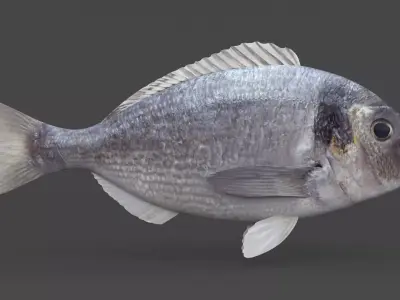 Dorado Fish 3D model