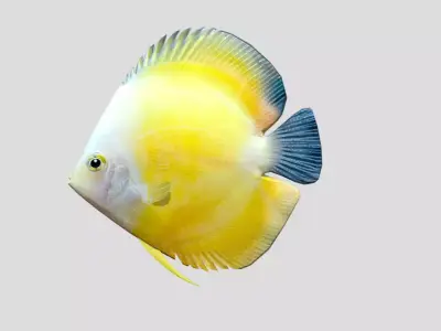 Discus Realistic Animated Low-poly 3D model