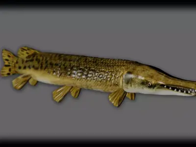 ALLIGATOR GAR 3D model
