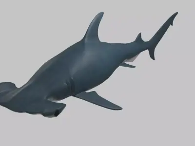 Hammer Head Shark - Game Ready - Rigged Low-poly 3D model