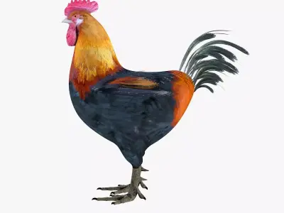 Rooster bird rigged 3d model Low-poly 3D model