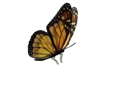Butterfly fully rigged and animated Low-poly 3D model