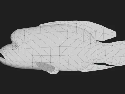 Wrasse Low-poly 3D model