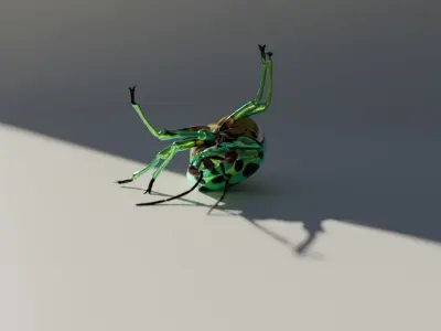 Jewel Bug Chrysocoris stollii Low-poly 3D model