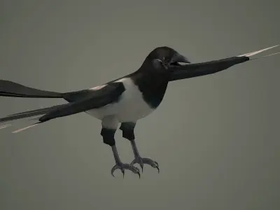 bird wildlife nature ornithology wild animal 3D model