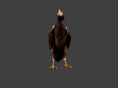 Vulture Low-poly 3D model
