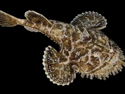 Monkfish Animated 3D model