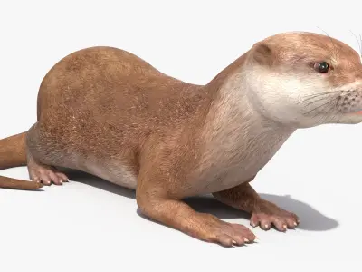North American River Otter Rigged for Maya 3D model