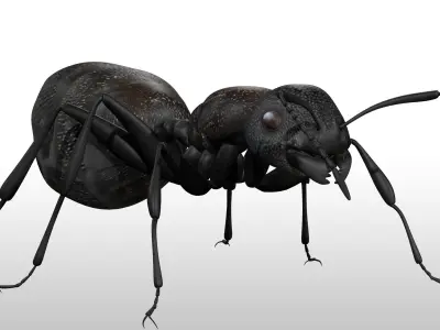 Black Ant  Low-poly 3D model