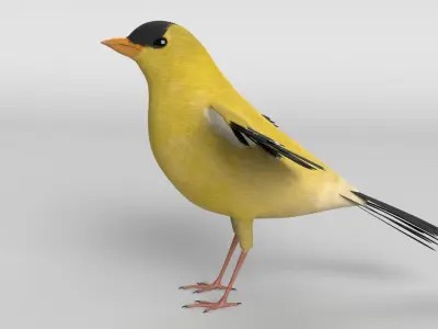 Goldfinch Bird 3D model