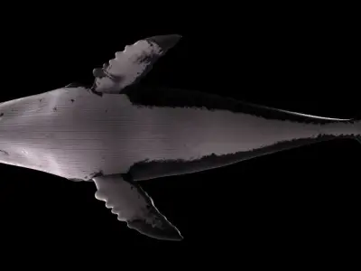 Humpback Whale - Megaptera Novaeangliae Low-poly 3D model