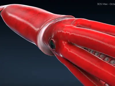 Giant Squid - 3DS Max Octane - FBX - Zbrush Low-poly 3D model